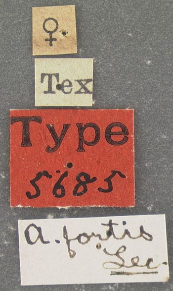 Media type: image;   Entomology 5685 Aspect: labels